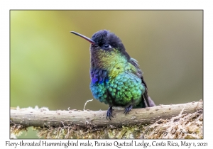 Fiery-throated Hummingbird male