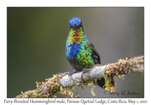 Fiery-throated Hummingbird male