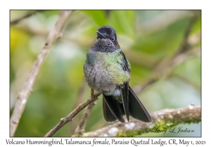 Volcano Hummingbird (Talamanca) female