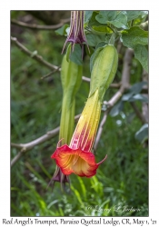 Red Angel's Trumpet