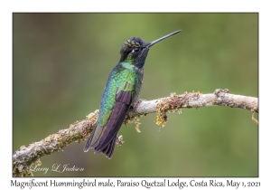 Magnificent Hummingbird male