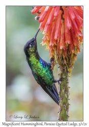 Magnificent Hummingbird male