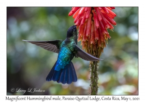 Magnificent Hummingbird male