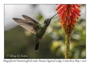 Magnificent Hummingbird male