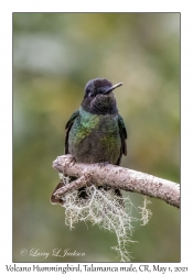 Volcano Hummingbird (Talamanca) male