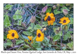 Black-eyed Susan Vine