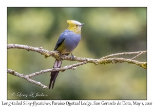 Long-tailed Silky-flycatcher