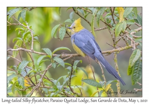 Long-tailed Silky-flycatcher