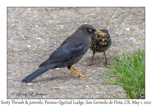 Sooty Thrush