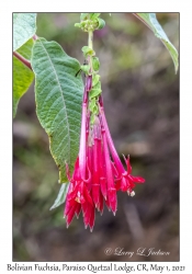 Bolivian Fuchsia