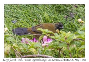 Large-footed Finch