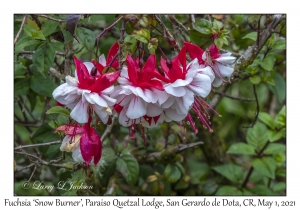 Fuchsia 'Snow Burner'