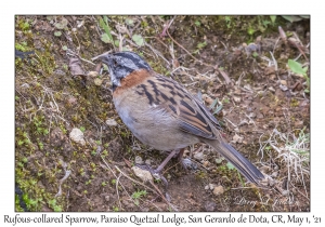 Rufous-collared Sparrow