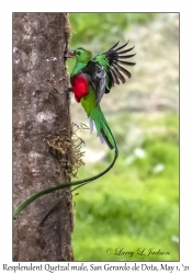 Resplendent Quetzal male