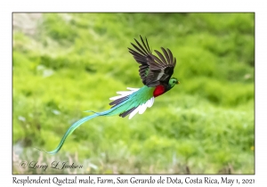 Resplendent Quetzal male