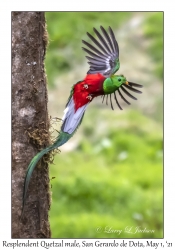 Resplendent Quetzal male