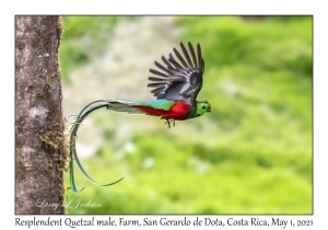 Resplendent Quetzal male