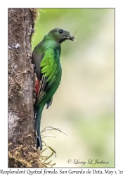 Resplendent Quetzal female