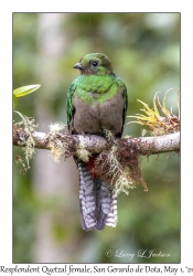 Resplendent Quetzal female