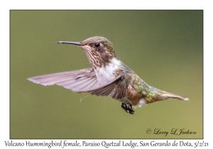 Volcano Hummingbird (Talamanca) female