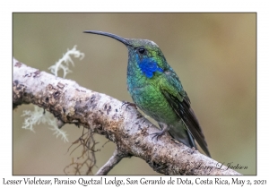 Lesser Violetear