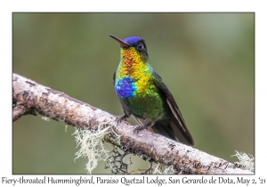 Fiery-throated Hummingbird male