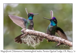 Magnificent Hummingbird male