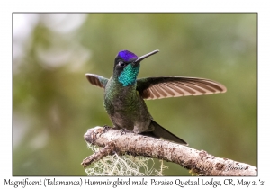 Magnificent Hummingbird male