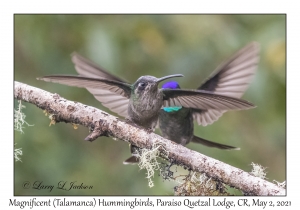 Magnificent Hummingbirds