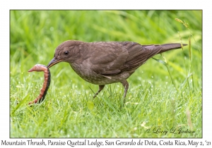 Mountain Thrush