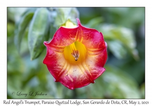 Red Angel's Trumpet