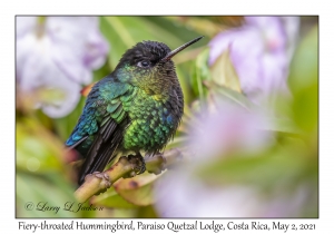 Fiery-throated Hummingbird