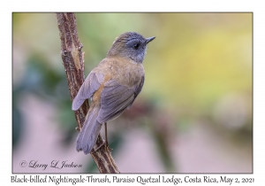 Black-billed Nightingale-Thrush