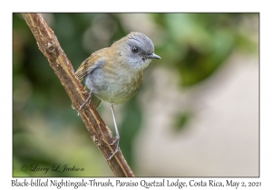 Black-billed Nightingale-Thrush