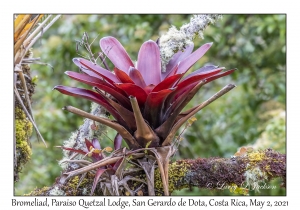 Bromeliad