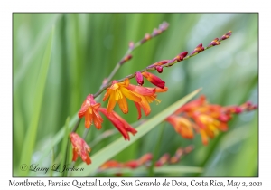 Montbretia