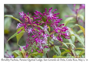 Shrubby Fuchsia