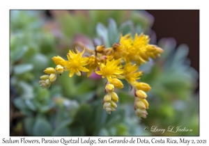 Sedum Flowers