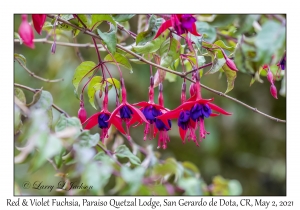 Red & Violet Fuchsia