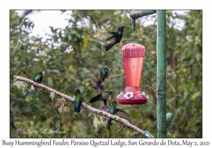 Busy Hummingbird Feeder