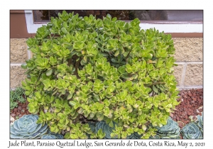 Jade Plant