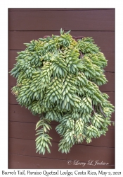 Burro's Tail