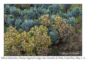 Yellow Kalanchoe