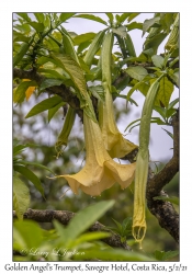 Golden Angel's Trumpet