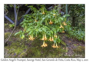 Golden Angel's Trumpet