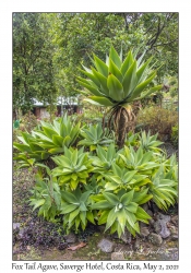 Fox Tail Agave