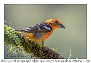 Flame-colored Tanager male