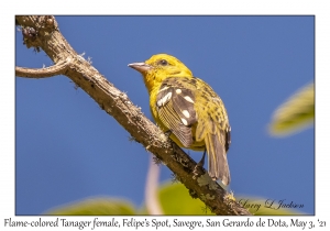 Flame-colored Tanager female