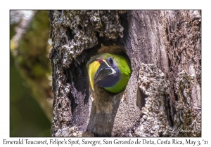 Emerald Toucanet