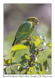 Barred Parakeet